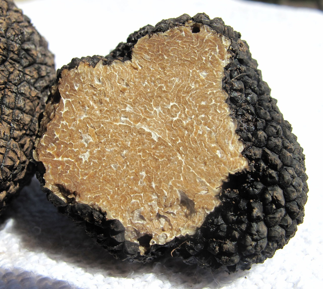 What is the Difference Between White and Black Truffles? Evoolution