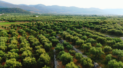 Xylella fastidiosa- the Olive Pest