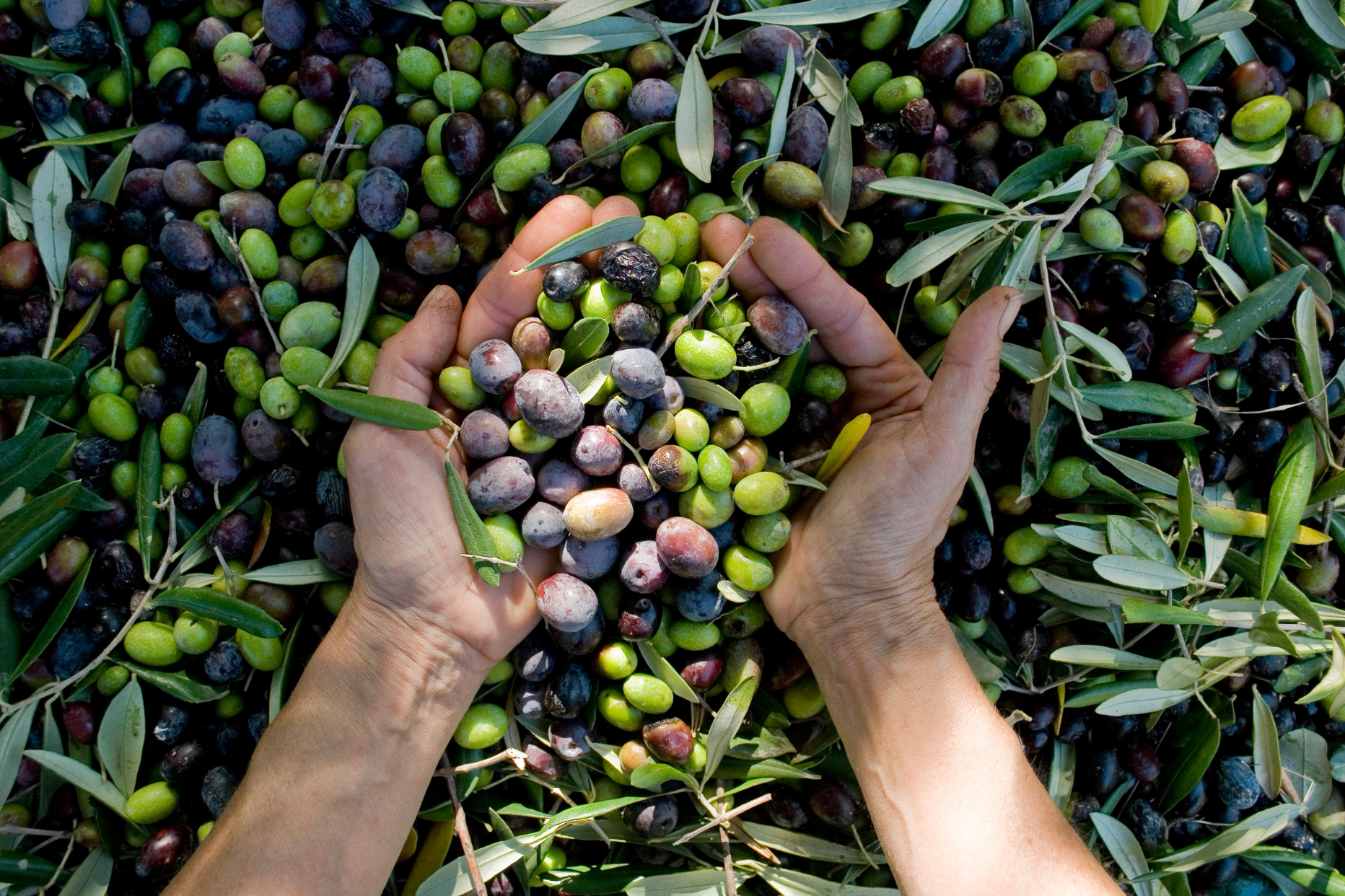 What Makes an Olive Oil Extra Virgin? – Evoolution