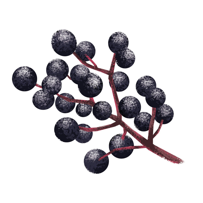 Elderberry Dark Balsamic Vinegar  (50mL Size)