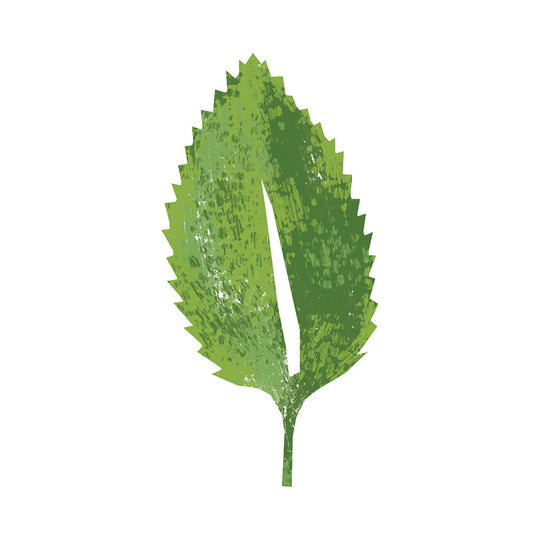 Oregano White Balsamic Vinegar